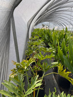 Split Leaf Philodendron - nursery plant available in multiple container sizes