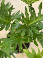 Split Leaf Philodendron - nursery plant available in multiple container sizes