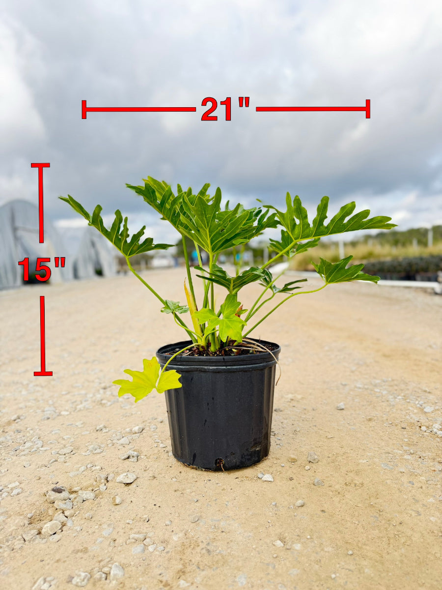 Split Leaf Philodendron - nursery plant available in multiple container sizes