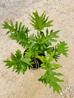 Split Leaf Philodendron - nursery plant available in multiple container sizes