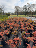 Sweet Starlight Hydrangea - nursery plant available in multiple container sizes