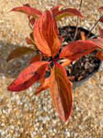 Sweet Starlight Hydrangea - nursery plant available in multiple container sizes