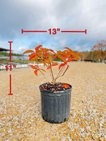 Sweet Starlight Hydrangea - nursery plant available in multiple container sizes