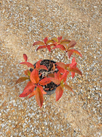 Sweet Starlight Hydrangea - nursery plant available in multiple container sizes