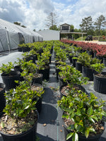 Shi Shi Sasanqua Camellia - nursery plant available in multiple container sizes