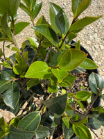 Shi Shi Sasanqua Camellia - nursery plant available in multiple container sizes