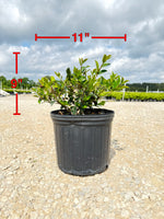 Shi Shi Sasanqua Camellia - nursery plant available in multiple container sizes