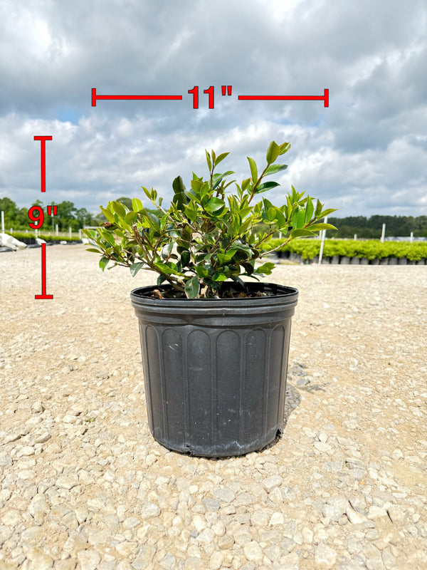 Shi Shi Sasanqua Camellia - nursery plant available in multiple container sizes