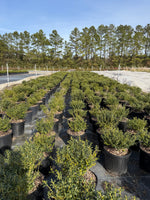 Soft Touch Holly - nursery plant available in multiple container sizes