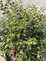 Soft Touch Holly - nursery plant available in multiple container sizes