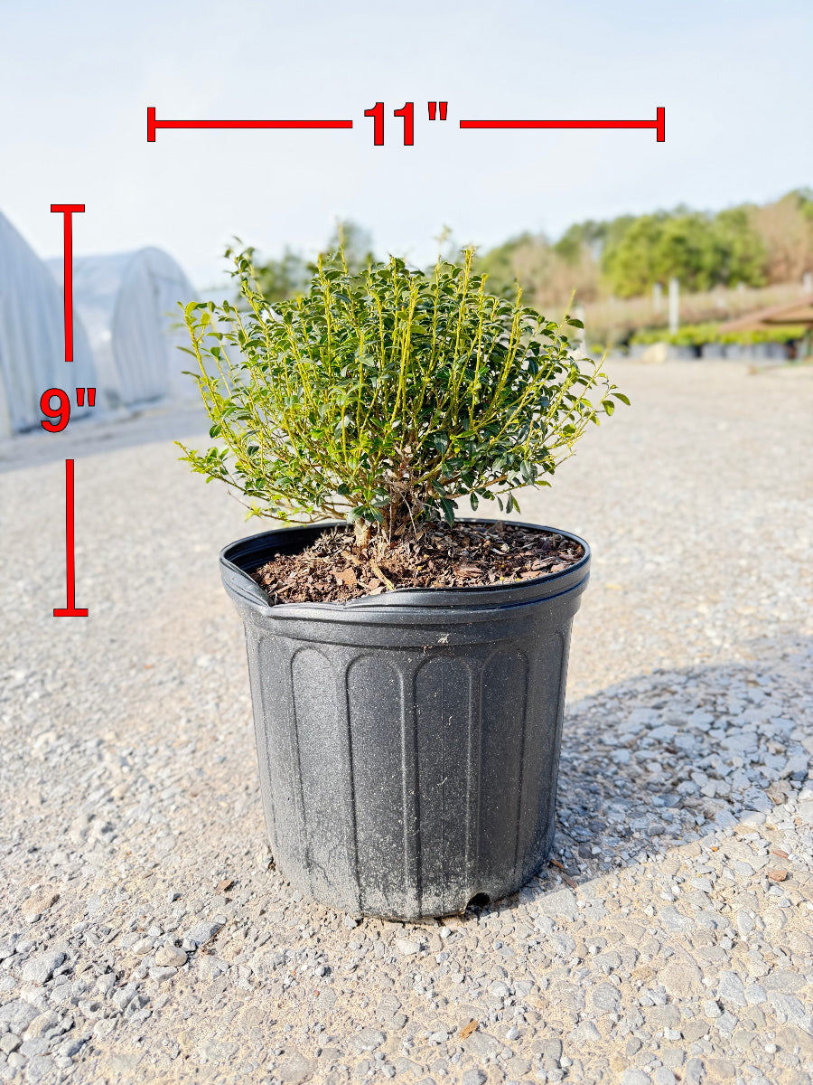 Soft Touch Holly - nursery plant available in multiple container sizes