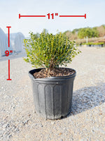 Soft Touch Holly - nursery plant available in multiple container sizes