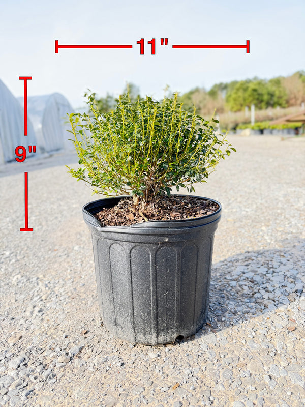 Soft Touch Holly - nursery plant available in multiple container sizes