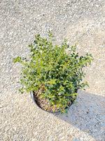 Soft Touch Holly - nursery plant available in multiple container sizes