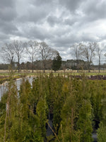 Thin Man Thuja - nursery plant available in multiple container sizes