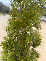 Thin Man Thuja - nursery plant available in multiple container sizes