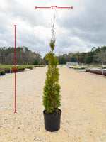 Thin Man Thuja - nursery plant available in multiple container sizes