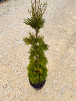 Thin Man Thuja - nursery plant available in multiple container sizes