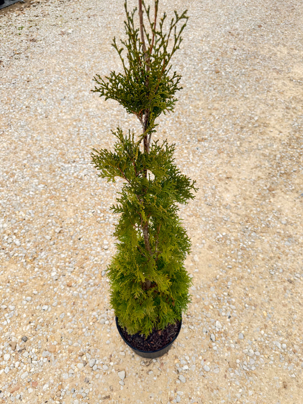 Thin Man Thuja - nursery plant available in multiple container sizes