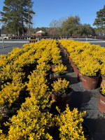 Touch of Gold Holly - nursery plant available in multiple container sizes