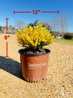 Touch of Gold Holly - nursery plant available in multiple container sizes