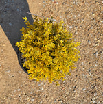 Touch of Gold Holly - nursery plant available in multiple container sizes