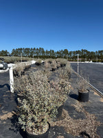San Antonio Rose Texas Sage - nursery plant available in multiple container sizes