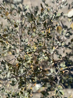 San Antonio Rose Texas Sage - nursery plant available in multiple container sizes