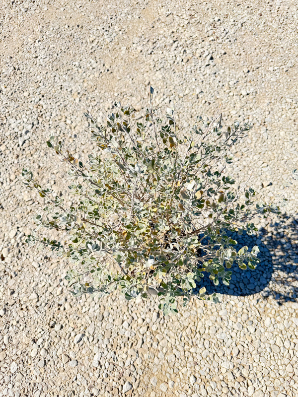 San Antonio Rose Texas Sage - nursery plant available in multiple container sizes