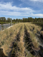 White Cloud Muhly Grass - nursery plant available in multiple container sizes