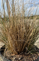 White Cloud Muhly Grass - nursery plant available in multiple container sizes