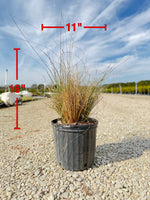 White Cloud Muhly Grass - nursery plant available in multiple container sizes