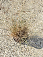 White Cloud Muhly Grass - nursery plant available in multiple container sizes