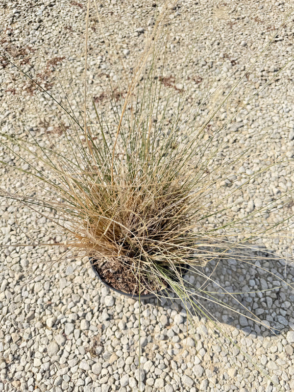 White Cloud Muhly Grass - nursery plant available in multiple container sizes
