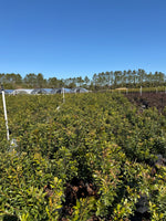 Wax Myrtle - nursery plant available in multiple container sizes