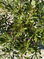 Wax Myrtle - nursery plant available in multiple container sizes