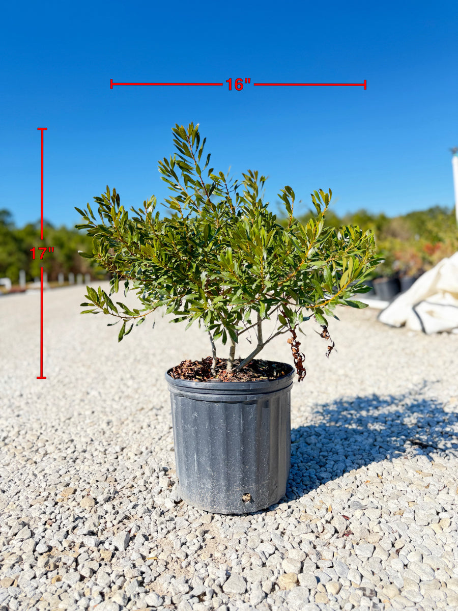 Wax Myrtle - nursery plant available in multiple container sizes