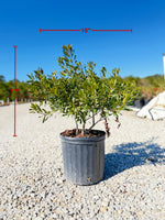 Wax Myrtle - nursery plant available in multiple container sizes
