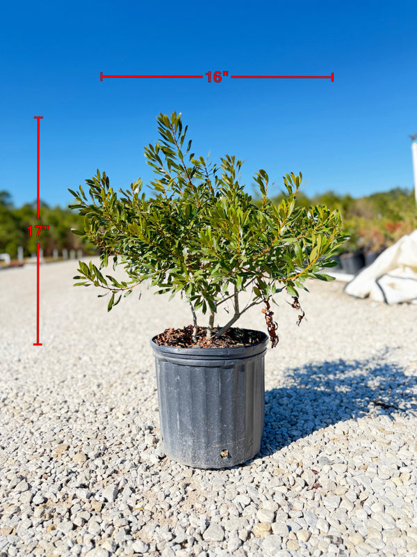 Wax Myrtle - nursery plant available in multiple container sizes