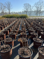 White Wedding Hydrangea - nursery plant available in multiple container sizes