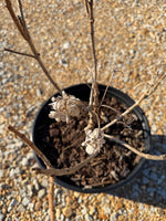 White Wedding Hydrangea - nursery plant available in multiple container sizes
