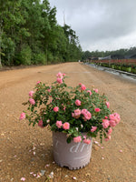 Pink Drift Rose™