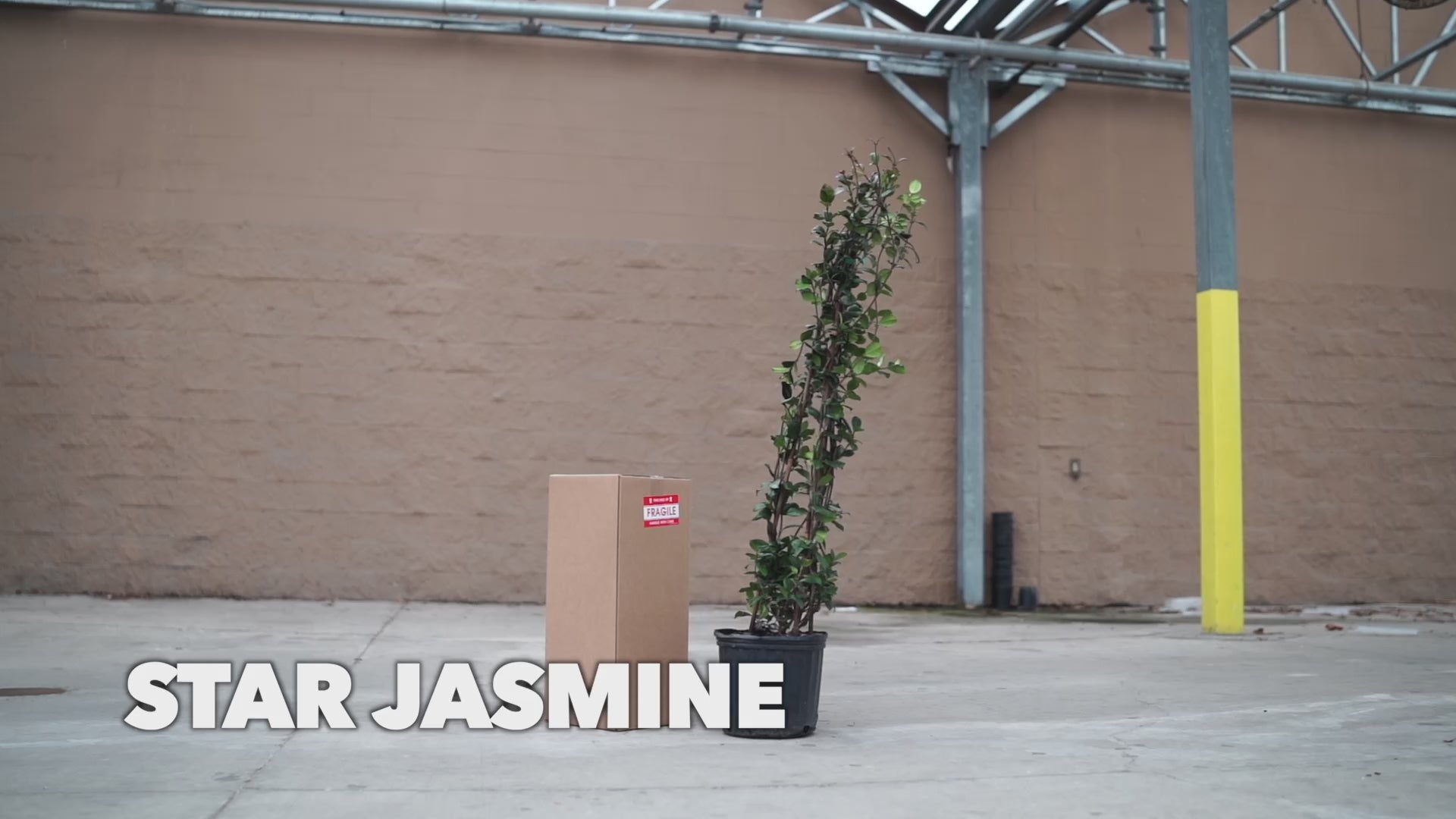 Star Jasmine – michaelsnursery