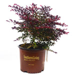 Purple Diamond Loropetalum™
