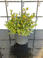 Red Formosa Azalea