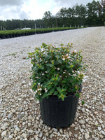 Rose Creek Abelia
