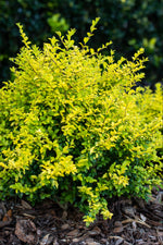 Sunshine Ligustrum™