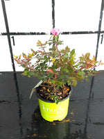 Pink Double Knock Out Rose