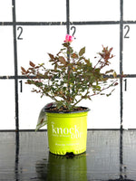 Pink Double Knock Out Rose