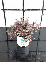 Loropetalum Proven Winners Jazz Hands Variegated